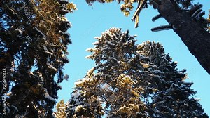 Spruce Picea is a coniferous evergreen tree of the Pine family Pinaceae. A light wind throws snow and snowflakes from the coniferous branches. Common spruce or Norway Picea abies. Snowy winter forest