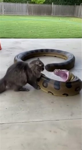 Cat vs Titan Anaconda — One House Cat Holds the Line #Shorts