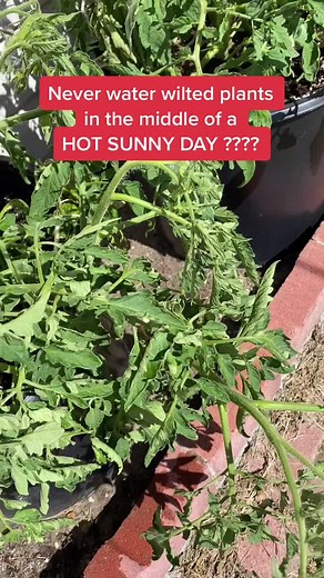 Best Time to Water Tomato Plants in Hot Weather