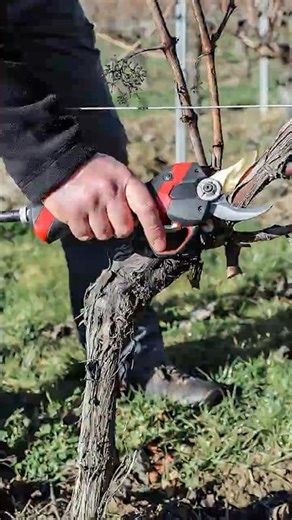 Unlock Your Garden's Potential: The Ultimate Cordless Pruner for Orchards and Agriculture!