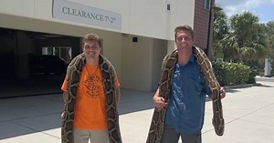 KIJK. Man (22) vangt in Florida enorme tijgerpython van bijna zes meter lang