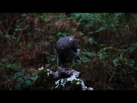 Rare Footage: Northern Goshawk Feeding in the English Woodland