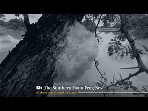 The Southern Foam Frog Nest