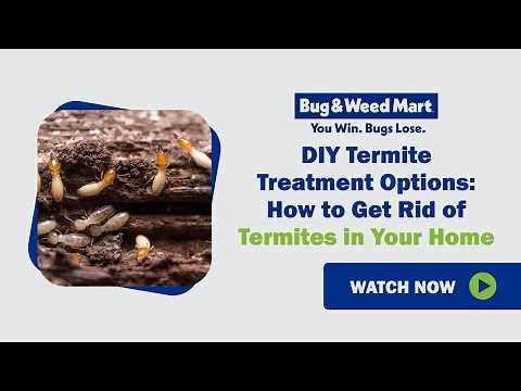 DIY Termite Treatment Options: How to get rid of termites in your home