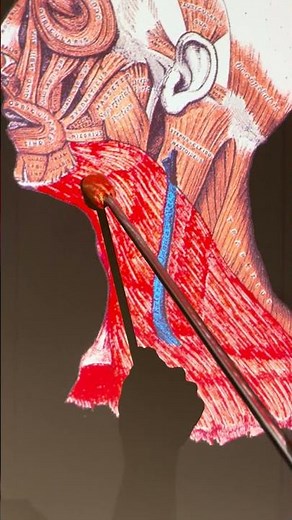 Platysma #kinesiology #anatomy #anatomystudy #biomechanics #science #biology