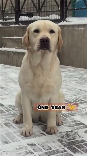 25 Days to One Year Labrador retriever transformation