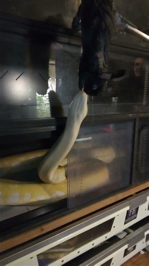 Feeding bigg Burmese python #burmese #python #snakefeeding #bigpython #bigsize #snake