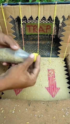 Build Eco-Friendly Bird and Animal Traps Using Simple Crafts