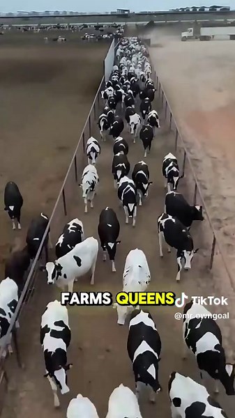 Discover the Daily Milk Production Process on a US Dairy Farm