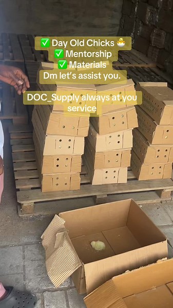 Day Old Enterprise on TikTok