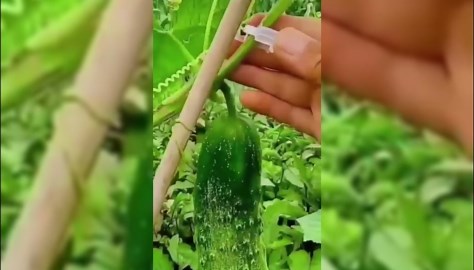 Secured Plastic Plant Clip, 2025 New Plant Support Clips Reusable Garden Clips, Plastic Trellis Plant Support Clips for Climbing Garden Plant Support Clips Plant Vine Clip (300, White)