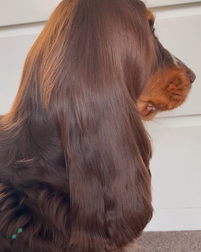 51K views · 1.7K reactions | These animals have the most amazing hair 朗 | Animal Antics | Facebook