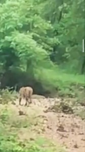 56 reactions | Contact us 8668988112. My FARM STAY is the best place to stay for wildlife enthusiasts. This is around 2.5 acre land which is attached to Tadoba forest and full of wildlife activities around. Spotted Deer, Chitals, Sambar Deer, Wild Boar, Indian Bison, Sloth Bear, Eagles, Falcons even you can spot a Tigre around the farm. | Tigers Farm | Facebook