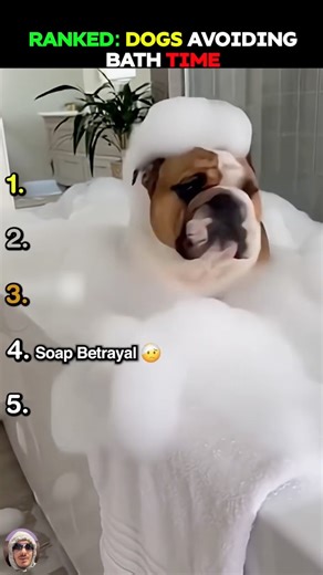 RANKED: DOGS AVOIDING BATH TIME