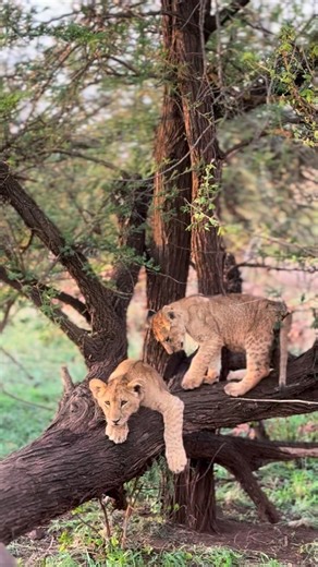 INSPIRE TANZANIA SAFARIS 🇹🇿 | During their most active hours, lion cubs spend a lot of time playing together,chasing, wrestling, and tumbling around. These playful... | Instagram