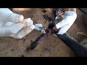 Treatment of Maggot || Dog || Myiasis || Veterinary Updates || 2019