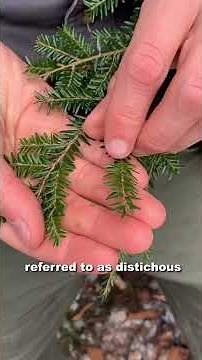 Identify Hemlock!