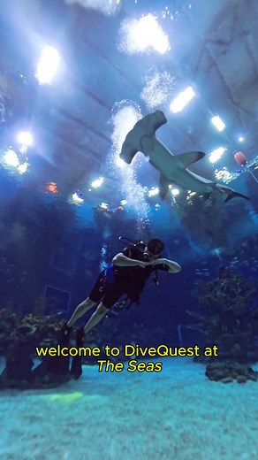 143K views · 2.1K reactions | Scuba Diving at EPCOT! | Disney's Animals, Science and Environment | Facebook
