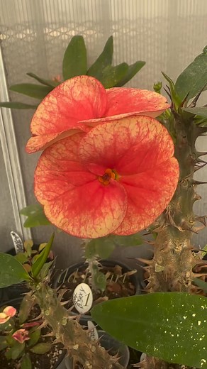 15K views · 1K reactions | Edith’s Collection, Crown of Thorns on Reels | Facebook