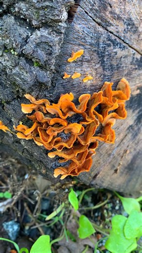 Santa Clara Valley Open Space Authority on Instagram: "Hot girl walk? More like fungi walk! 💅😌 As the rainy season continues, so does fungi season! While we DON’T recommend eating or picking wild mushrooms, they are so mush fun to look for! 🍄🍄‍🟫 Keep your eyes peeled for spore-tacular mushrooms, fungi, and slime molds while exploring your open spaces! 🦠 👀💚 (P.s. virtual high five if you can identify all of these fungi!)"
