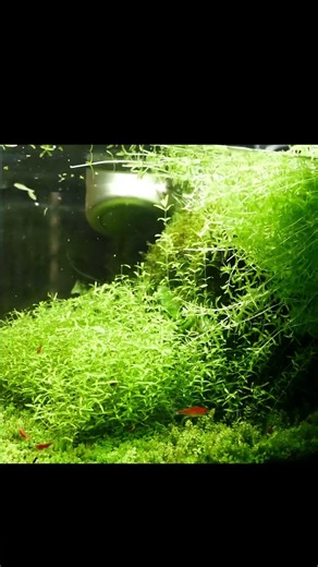アクアリストの休日ルーティン🌿6:00AM起きで水槽を掃除するショート動画#アクアリウム #aquarium #plantedtank #vlog #水槽のある暮らし