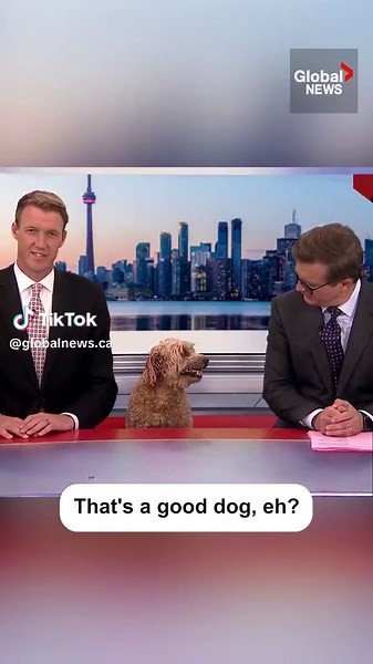 Things got a bit awkward during a live news broadcast in Toronto when local celebrity