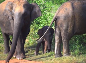 121K views · 1K reactions | Explore incredible Sri Lanka! From spotting herds of wild elephants to wandering ancient temples, discover the best of this amazing country in 12 days!  www.introtravel.com/tours/sri-lanka | Intro Travel | Facebook