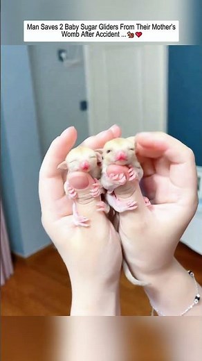 This man successfully rescued 2 baby sugar gliders from their mother’s womb and then...