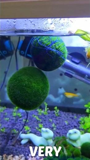 Low Maintenance Aquarium Plant | Marimo Moss Ball🌿#fish #shorts