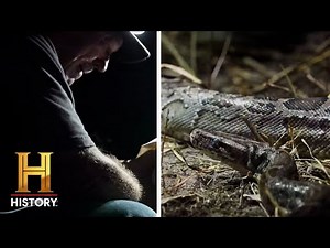 Swamp People: Serpent Invasion | Troy & Pickle Need ONE MORE SNAKE to Reach 300 (Season 3) | History