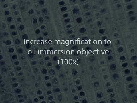 Mitosis Microscopy Video