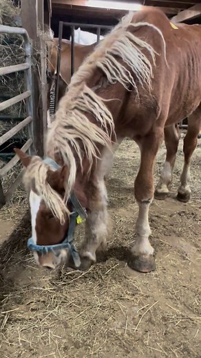 1.7M views · 35K reactions | HE SHOULD HAVE BEEN EUTHANIZED BEFORE IT...