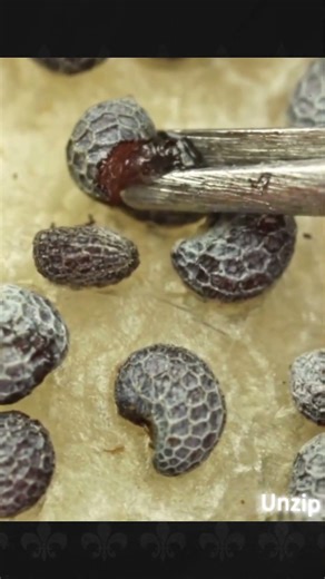 macro compilation #asmr#macro#closeup#relaxing#satisfying