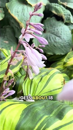 Perfect Shade Garden Perennial!