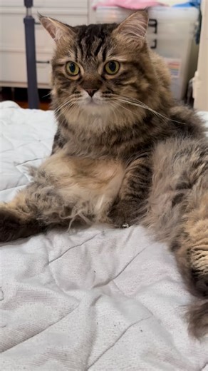 toby the tabby on Instagram: "merry catmas everyone!!! 🎄🎅 - love, toby the tabby 🐾 . . . . . . . . . . #cats_of_instagram #fyp #explore #foryou #explorepage"