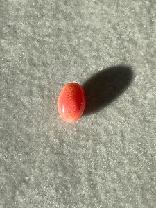 Natural Conch Pearl — 7.88 X 5.43 X 5.24mm Slight Orangey-red — Strong Flame, Undrilled - Etsy