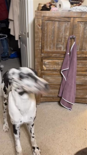 Still working on this one 🤣 | DANE Right