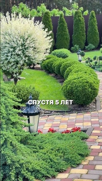 5 лет спустя: как скромная туя Даника превратила пустой участок в райский сад