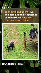 You can give former research chimpanzees a forever home filled with love, care and the freedom to be themselves. | Project Chimps