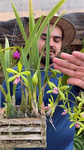 Plantas do Thiago 🍀 on Instagram: "Exótica, vibrante e fora do óbvio! ✨ Conheça a Yamandara Sammie Evans ‘Kiilani’. Com suas pétalas em um tom verde refrescante e um labelo estriado em rosa que cria o contraste perfeito, ela é o toque de sofisticação na coleção. 🌸💚 Além da beleza, ela é famosa pela durabilidade: suas flores podem durar de 30 a 90 dias! Você já conhecia essa raridade? Conta aqui nos comentários! 👇 #Yamandara #Orquideas2026 #SammieEvansKiilani #Orquidofilia #PlantasExoticas"
