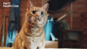 1.3M views · 136 reactions | Save £100s every year on your pet's routine healthcare. Join thousands of other pet owners and start saving today. | Pet Health Club | Facebook