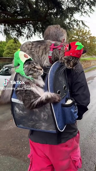 Spicy Jimmy the Maine Coon Cat in Action