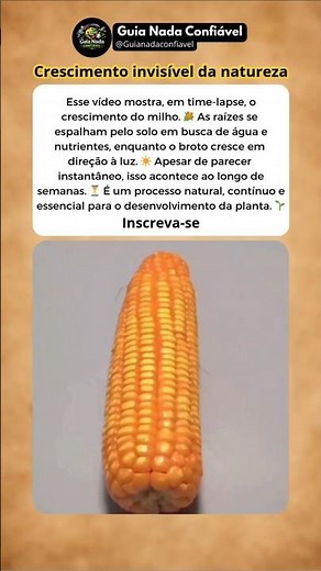 Gostou do time-lapse do milho? 🌽 então se inscreve pra mais vídeos incríveis como esse!