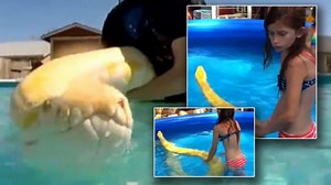 Snake in a Pool: Viral Video Shows Child Swimming With Rare Albino Burmese Python
