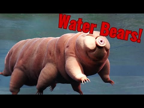 The Biology of Tardigrades (and the phylogeny of all animals) | The Ultimate Survivors