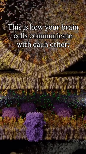 63K views · 143 reactions | @ribosomestudio; tiny bubbles called vesicles carry chemical messengers known as neurotransmitters. These vesicles act like delivery vehicles, moving the molecules across a small gap between neighboring brain cells. When they reach the surface of the neighboring cell, the vesicles release the neurotransmitters, which then pass through channels on the neighboring cell’s surface to continue the signal. | ADHD Meme Therapy | Facebook