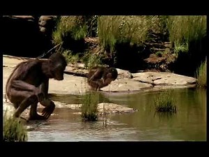 Walking with Beasts Se1 - Ep04 Next of Kin - Part 06