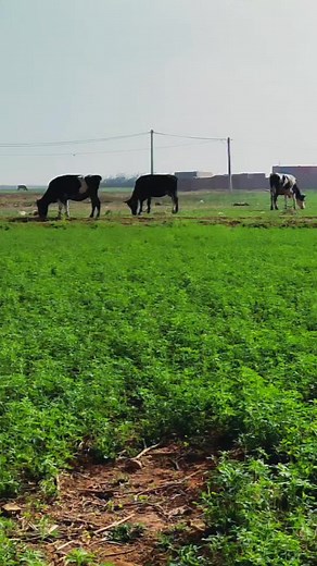 1.2M views · 23K reactions | Riht douar ريحة الدوار بعنوان رابح من مرا وخرس من لمرا | كلام ومعنى وحكم ريحة الدوار | Facebook