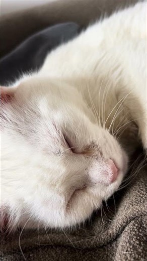 The reason why I don’t let my cat sleep next to my head at night anymore. (Turn volume up!)