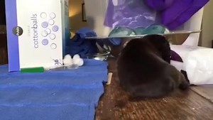 154K views · 6.2K reactions | Donavan's learning to walk! This...